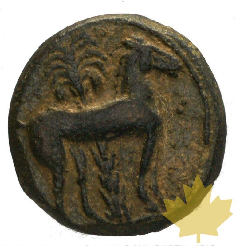GRECE-Afrique-du-Nord-Zeugitanie-Petit Bronze-TB-3.20g - 24-gennaio-2014-28.jpg